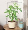Money Tree Low Maintenance Plants