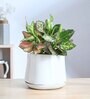 Monsoon Medley Medium White Ceramic Planter