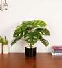 Artificial Monstera Plant 55Cm