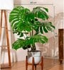 Monstera Deliciosa Plant With Pot