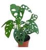 Monstera Natural Plant
