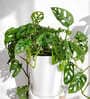 Monstera Natural Plant