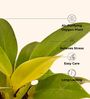 Moonshine Philodendron Plant In White Pot