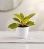 Moonshine Philodendron Plant In White Pot