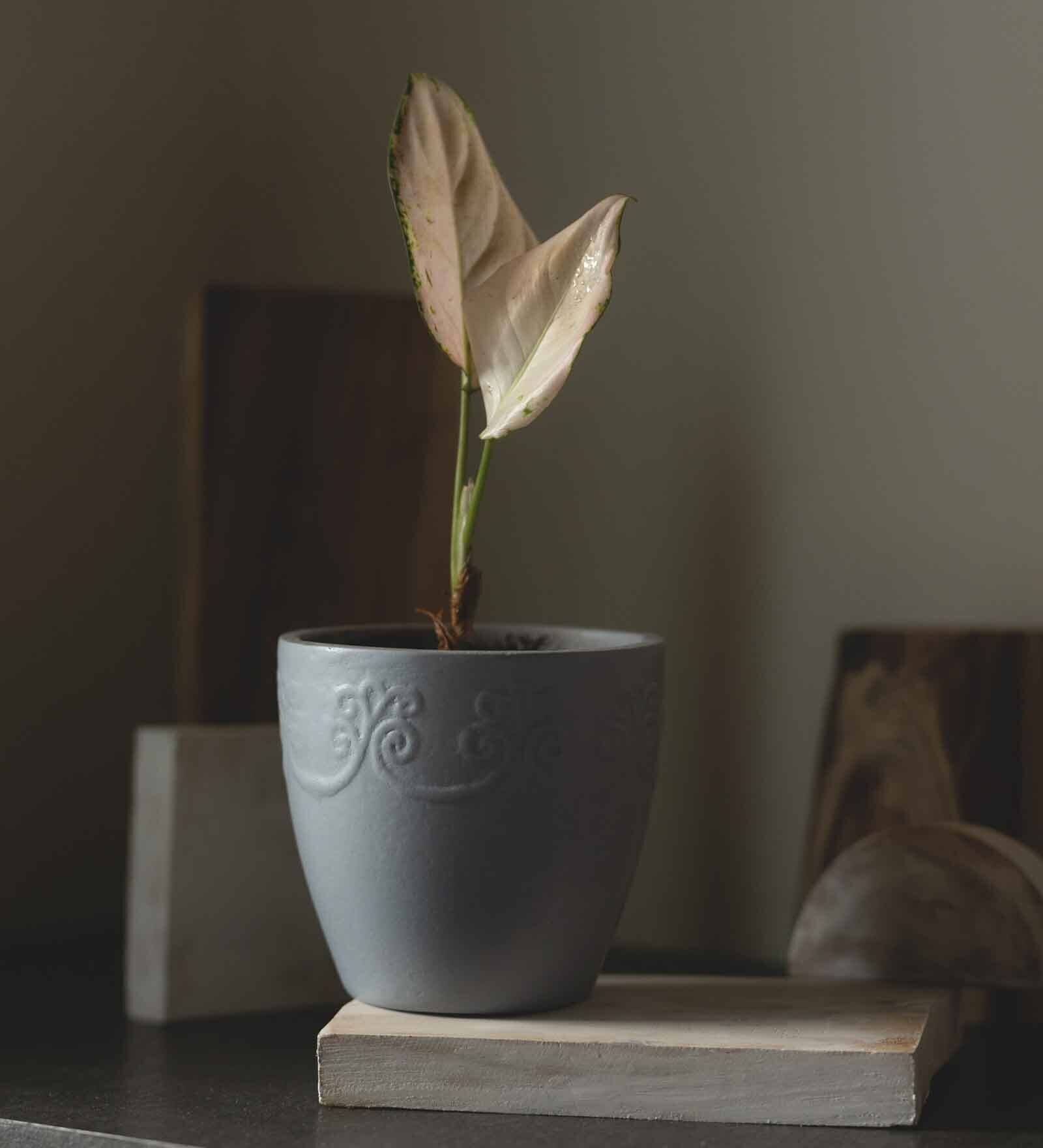 Multicolour Clay Eco-Friendly Desk Planter (Set of 3)