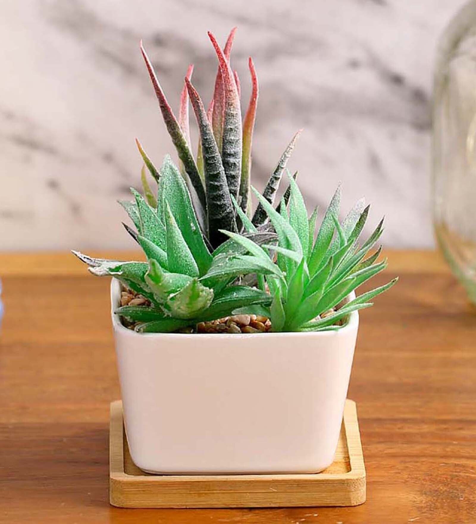 Buy Polyurethane Loretta Multicolour Succculent In Ceramic Pot