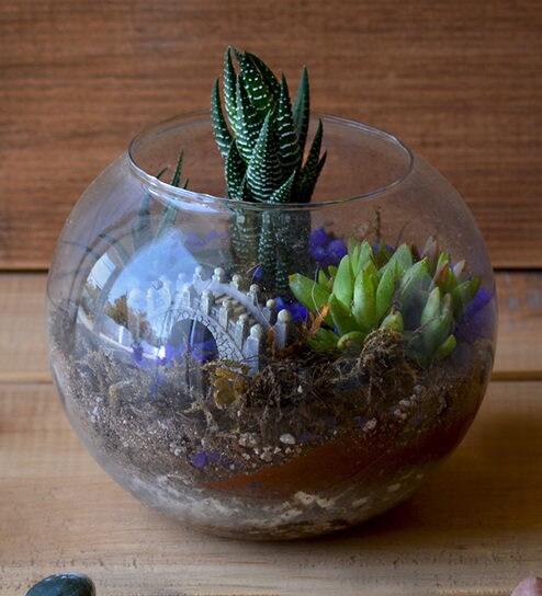 Starry Nights Terrarium Kit