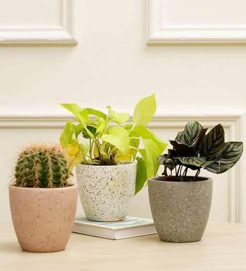 Marabelle Combo Multicolour Terracotta (Set of 2) Desk Pot by Purezento