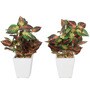 Multicolor Ceramic & Fabric Wandering Jew Bonsai Artificial Plant with Pot