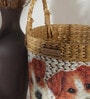 Multicolor Fibre Plant Basket