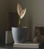 Multicolour Clay Eco-Friendly Desk Planter (Set of 3)