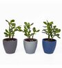 Multicolour Clay Eco-Friendly Desk Planter (Set of 3)