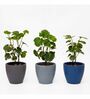 Multicolour Clay Eco-Friendly Desk Planter (Set of 3)