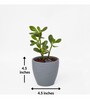 Multicolour Clay Eco-Friendly Desk Planter (Set of 3)