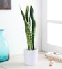 Multicolour Fabric Artificial Sansevieria Snake Plant with Pot