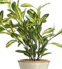 Fabric Multicolour Schefflera With Ceramic Pot Artificial Plants