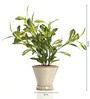 Fabric Multicolour Schefflera With Ceramic Pot Artificial Plants
