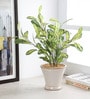Fabric Multicolour Schefflera With Ceramic Pot Artificial Plants