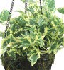 Multicolour Fabric English Ivy Artificial Plant in Hanging Iron ware Basket