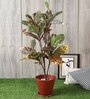 Multicolour Polyester Artificial Croton Plant Without Pot