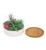 Polyurethane Lauren Multicolour Succculent In Ceramic Pot Artificial Plant