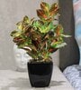 Pvc Multicolour Coleus Bonsai With Black Ceramic Pot Artificial Plants
