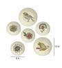Multicolour Vinatage American Bird Decorative Wall Plates- Set Of 6