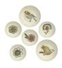 Multicolour Vinatage American Bird Decorative Wall Plates- Set Of 6