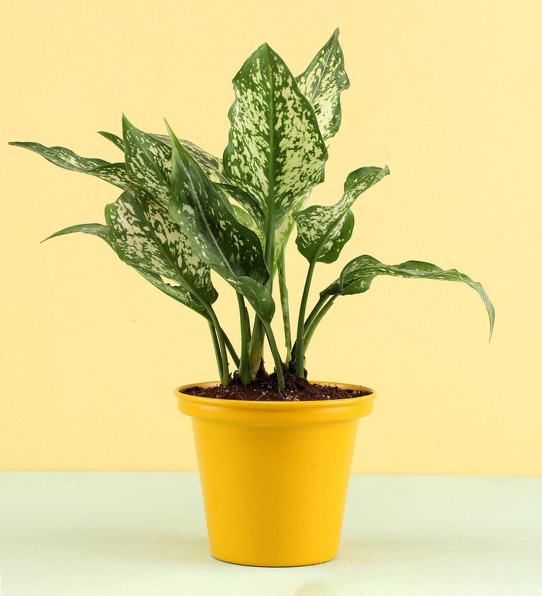 Buy Natural Aglaonema Plant In Yellow Metal Pot By Ferns N Petals Online Natural Plants Natural Plants Home Decor Pepperfry Product