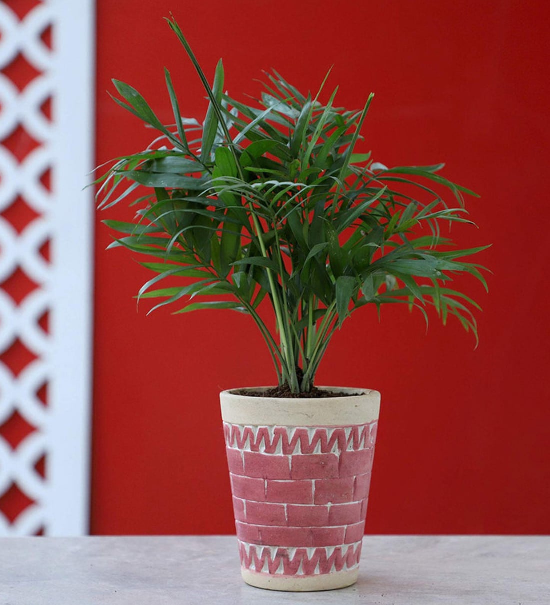 Buy Natural Chamaedorea Plant in Pink Ceramic Pot by Ferns N Petals at ...