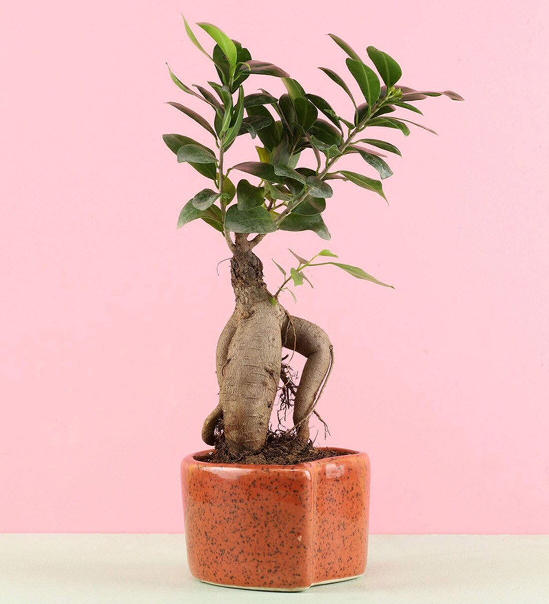 Buy Natural Ginseng Bonsai Plant in Brown Ceramic Pot by Ferns N Petals Online Bird Houses and