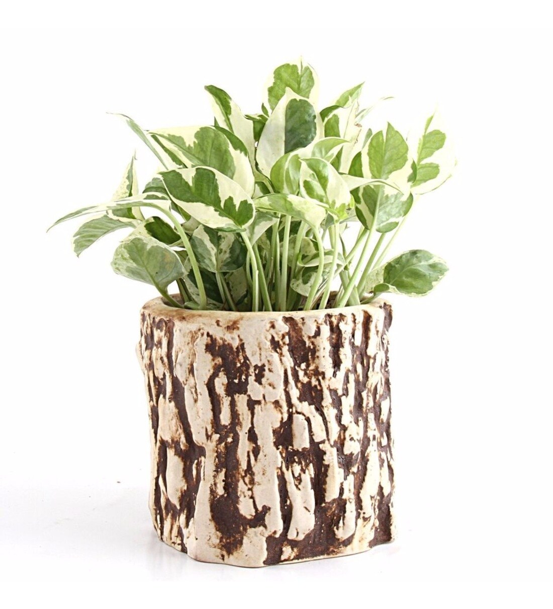 Buy Natural White Ceramic Stone Pothos Plant by Nurturing Green Online