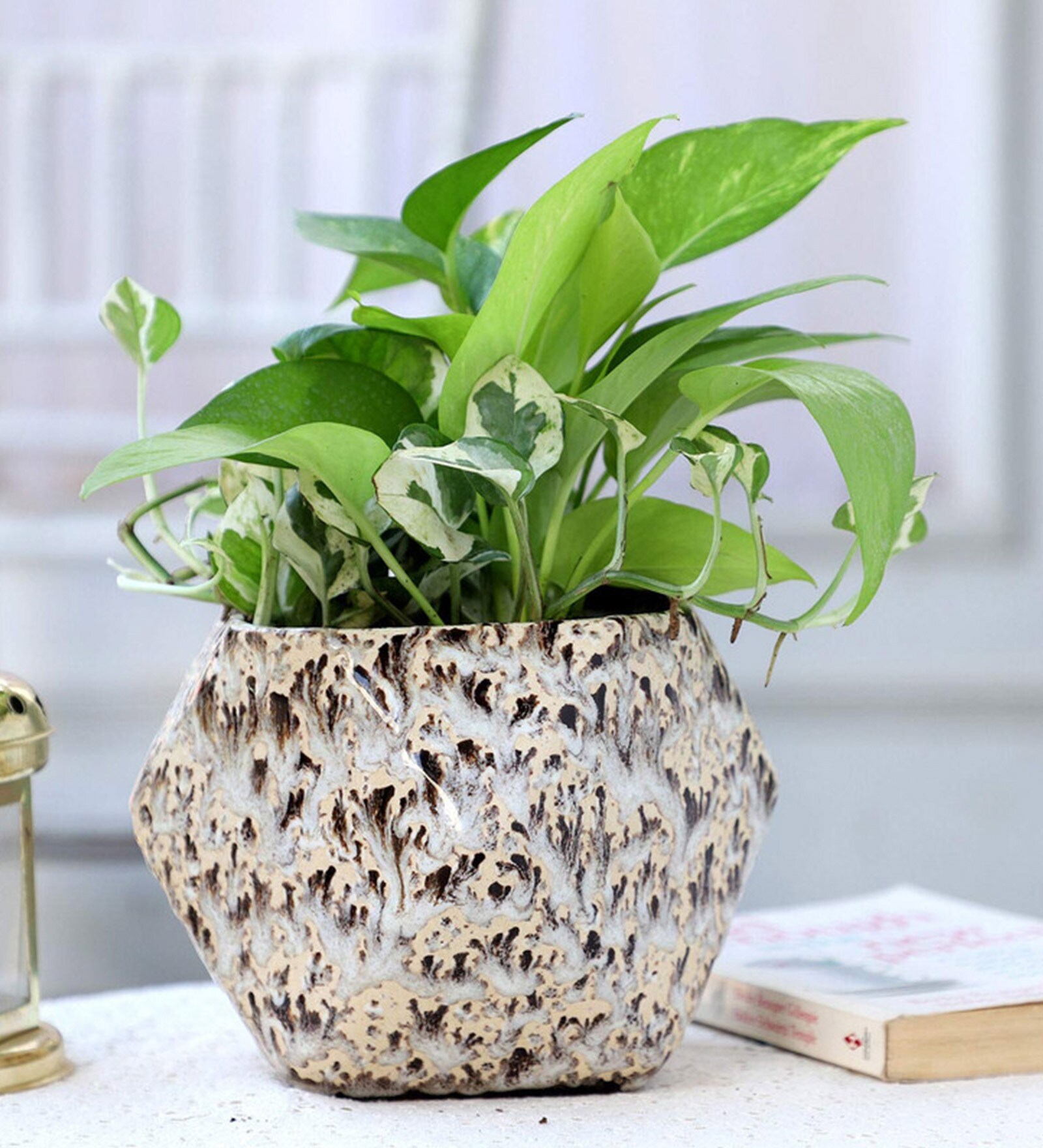 Natural Green Money Plant in White Ceramic Pot