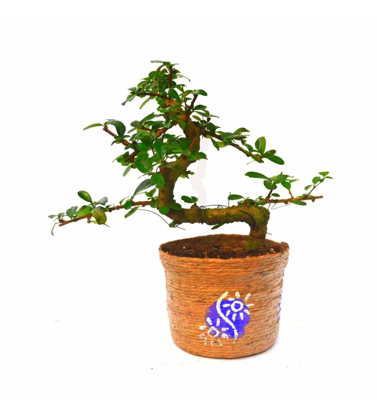 Natural Jute S-Shaped Carmona Bonsai Plant