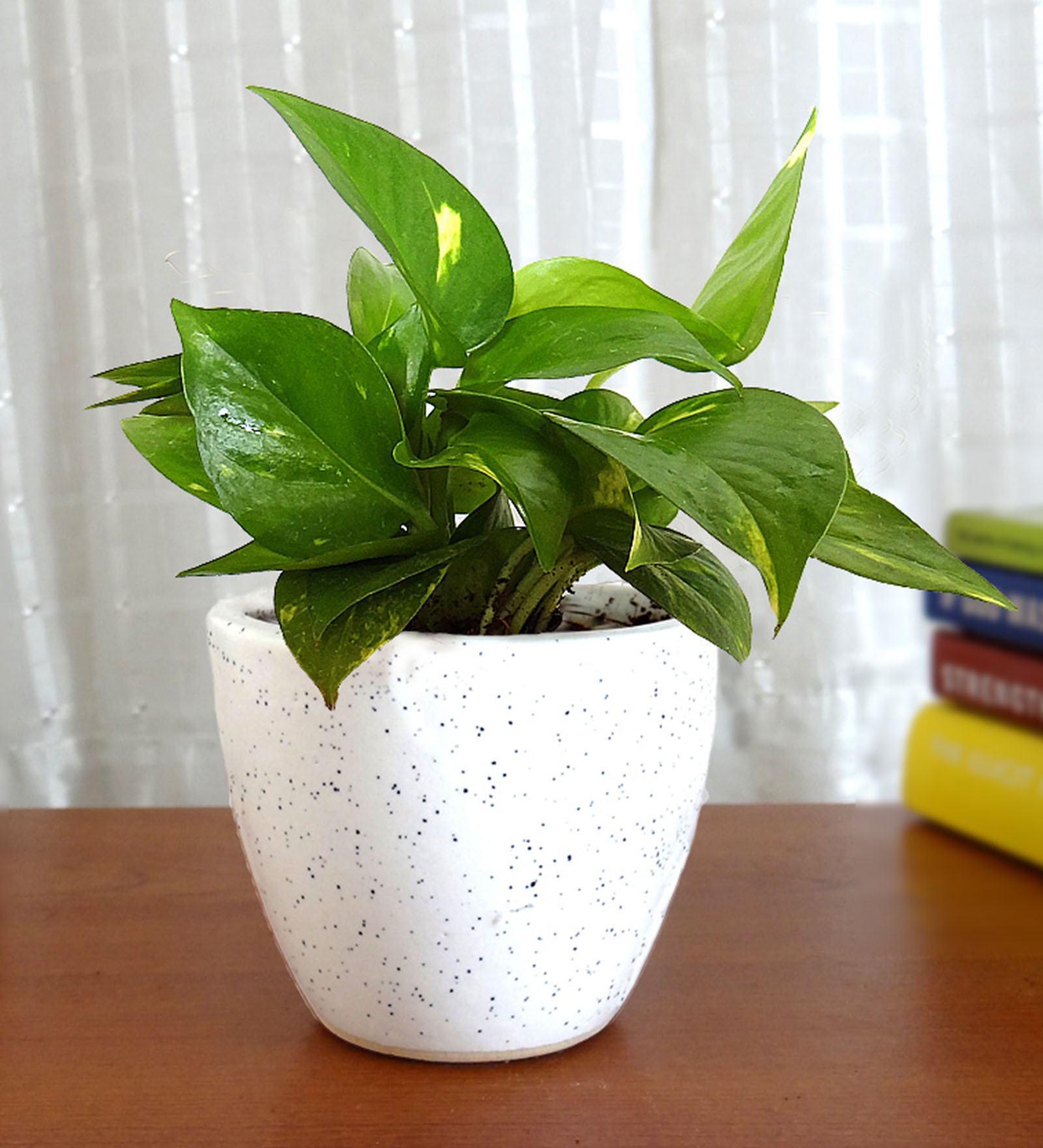 Natural Money Plant in White Round Dew Pot