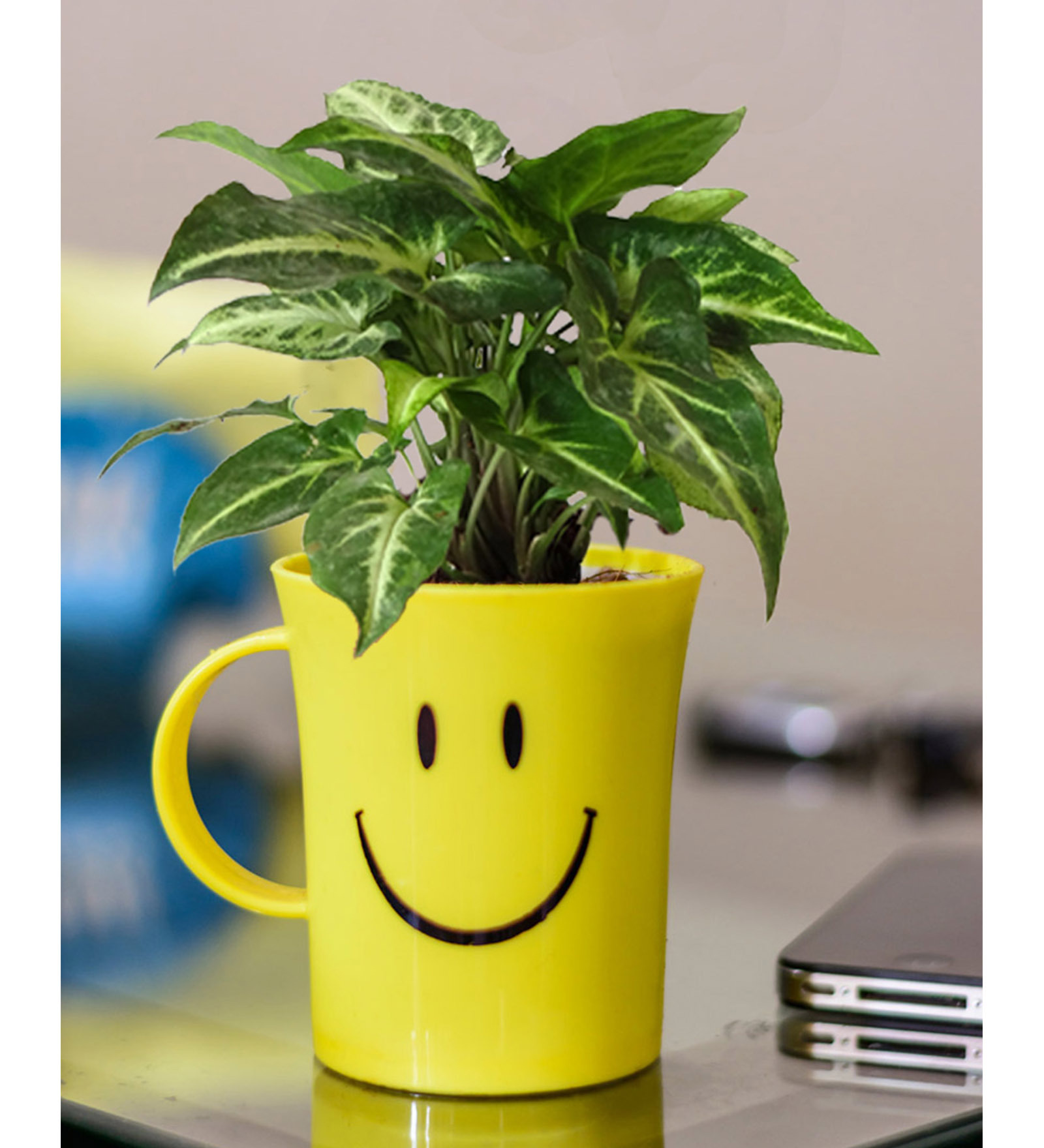 Natural Plant Syngonium in Smiley Cup