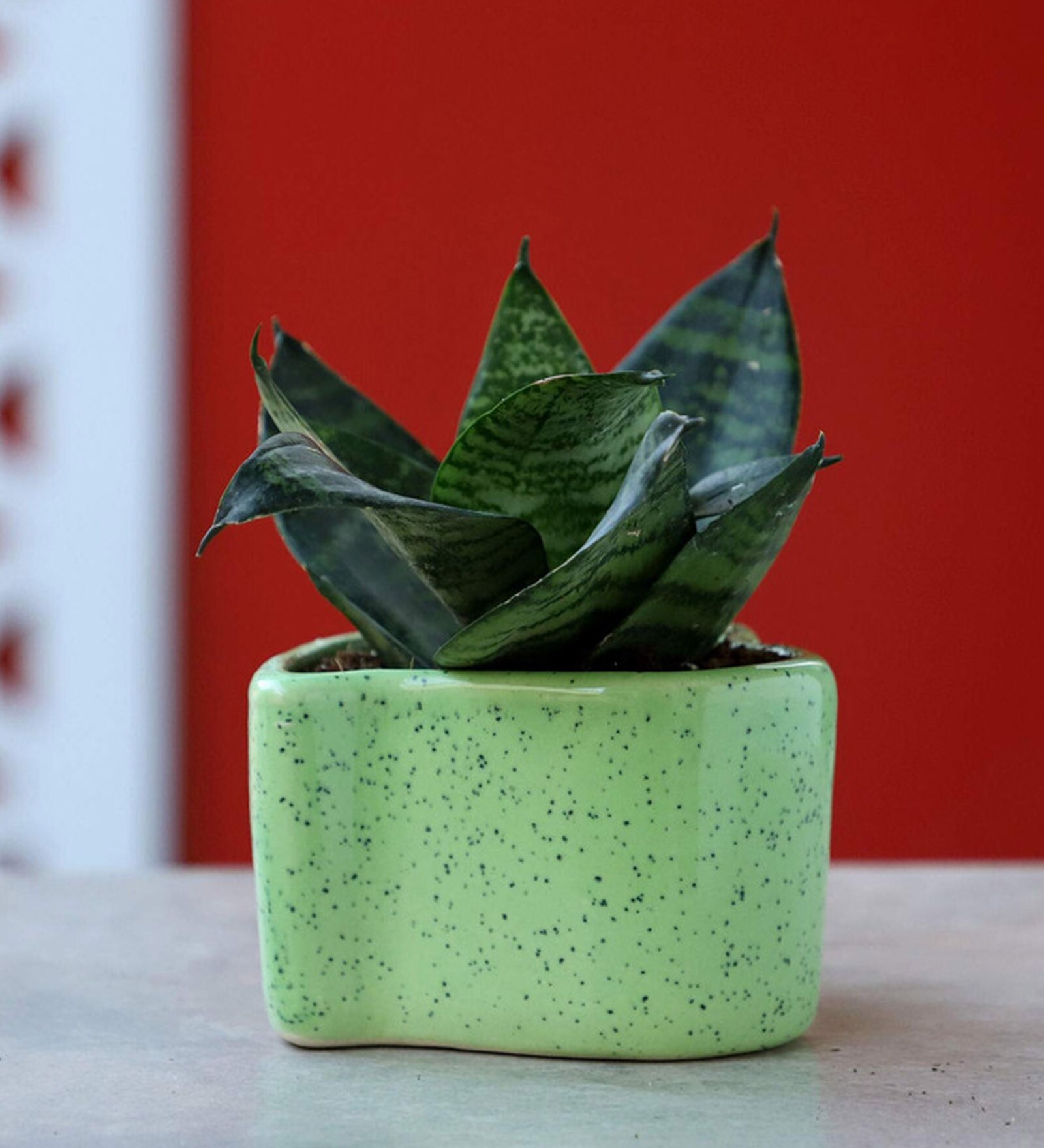 Natural Snake Skin Sanseveria Plant in Green Ceramic Pot