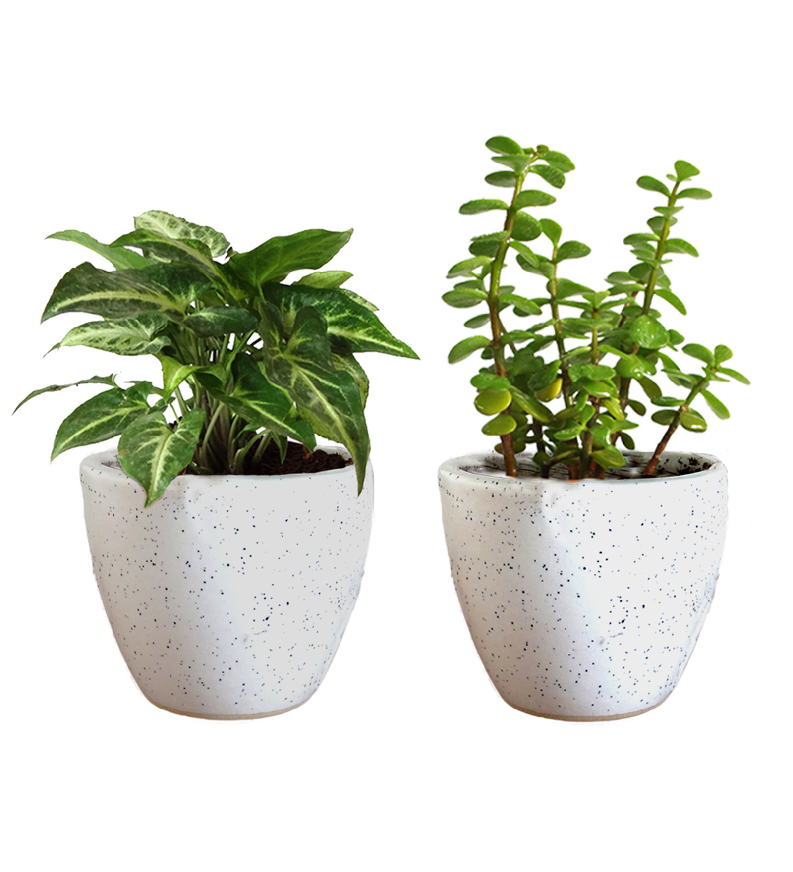 Natural Syngonium Green Plant & Jade Plant In White Round Dew Ceramic Pot