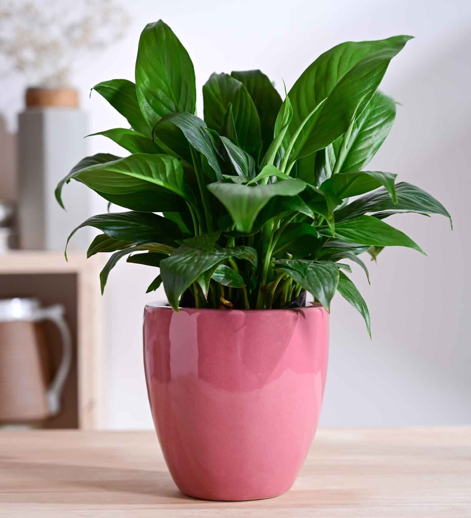 Nature's Hum Slim Extra Small Magenta Ceramic Planter