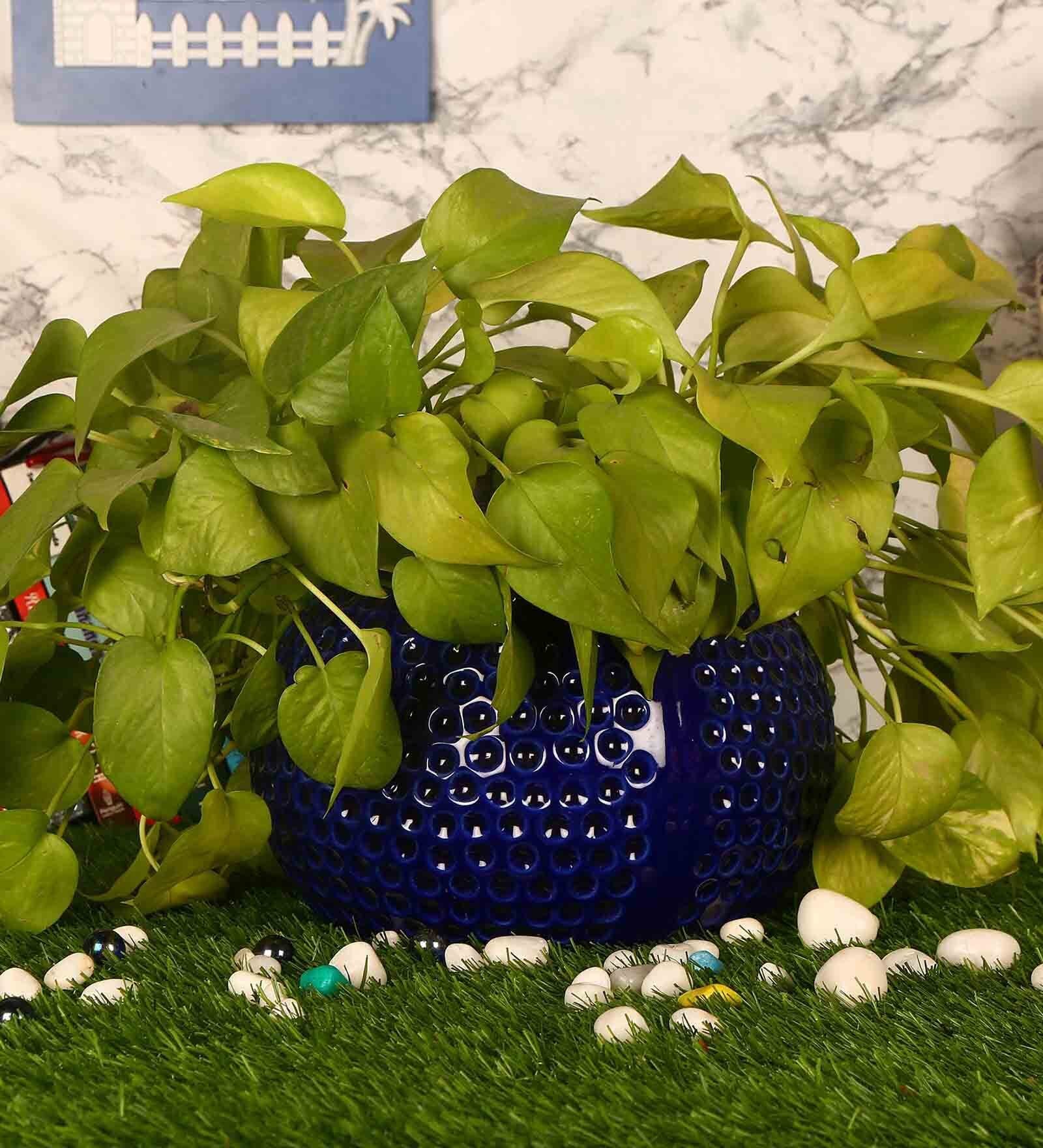Navy Blue Ceramic Big Dot Bowl Planter