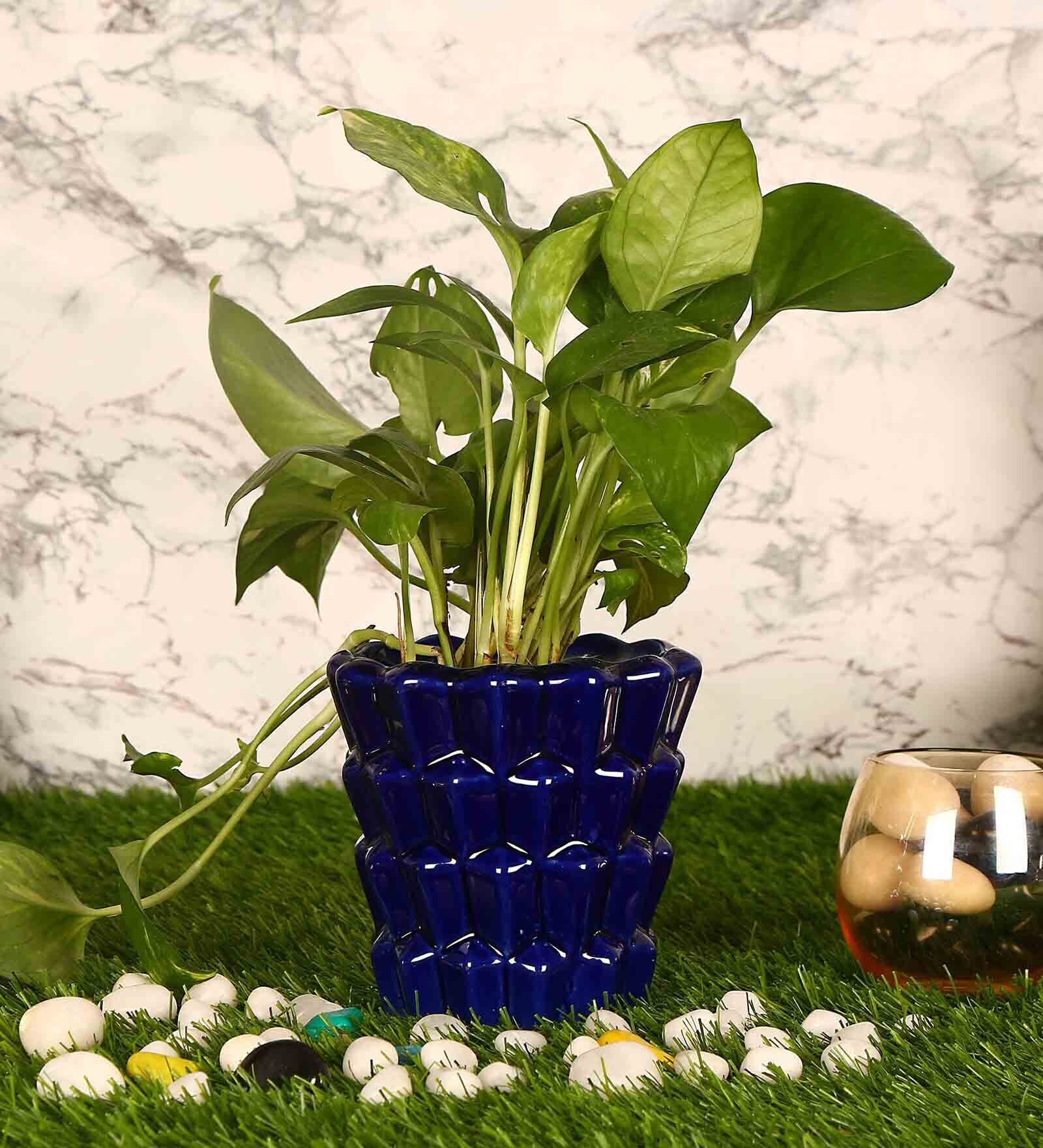 Navy Blue Ceramic Small Khajoor Shape Planter Plain