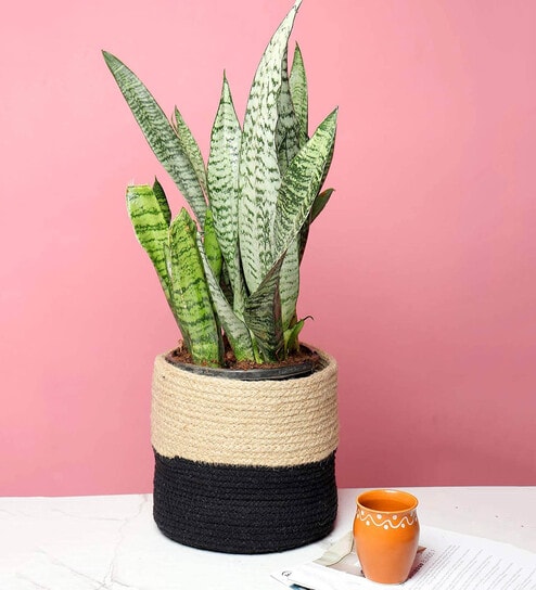 (1Pc) Black & Beige Jute Handwoven Multipurpose Planter & Storage Basket