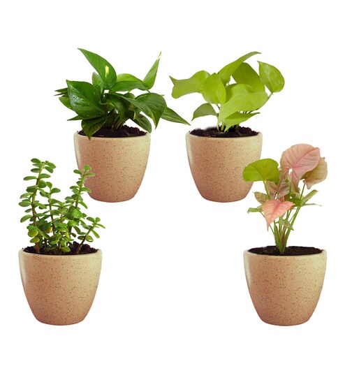 Buy Natural Money Plant Golden Pothos Syngonium Pink Jade In Brown - buy natural money plant golden pothos syngonium pink jade in brown round dew ceramic pot by rolling nature set of 4 online money plants natural