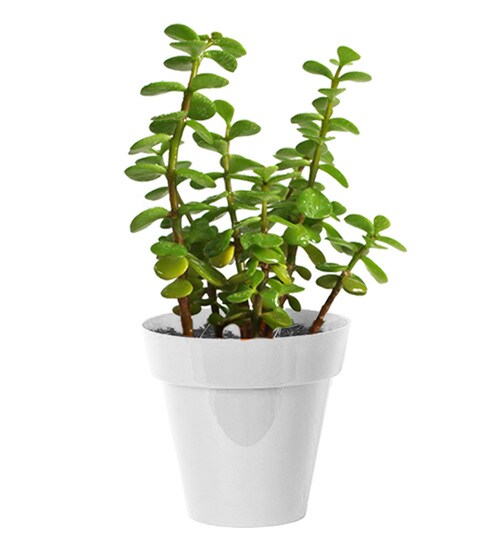 Buy Natural Jade Plant In Small White Colorista Pot By Rolling