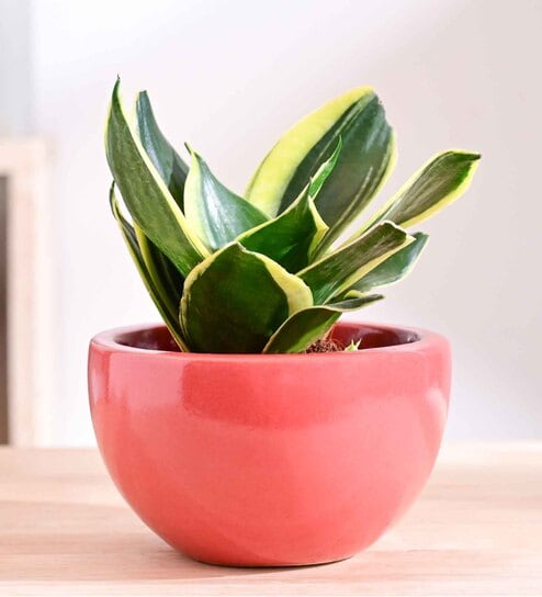 Nature's Hum Fat Extra Small Light Red Ceramic Planter
