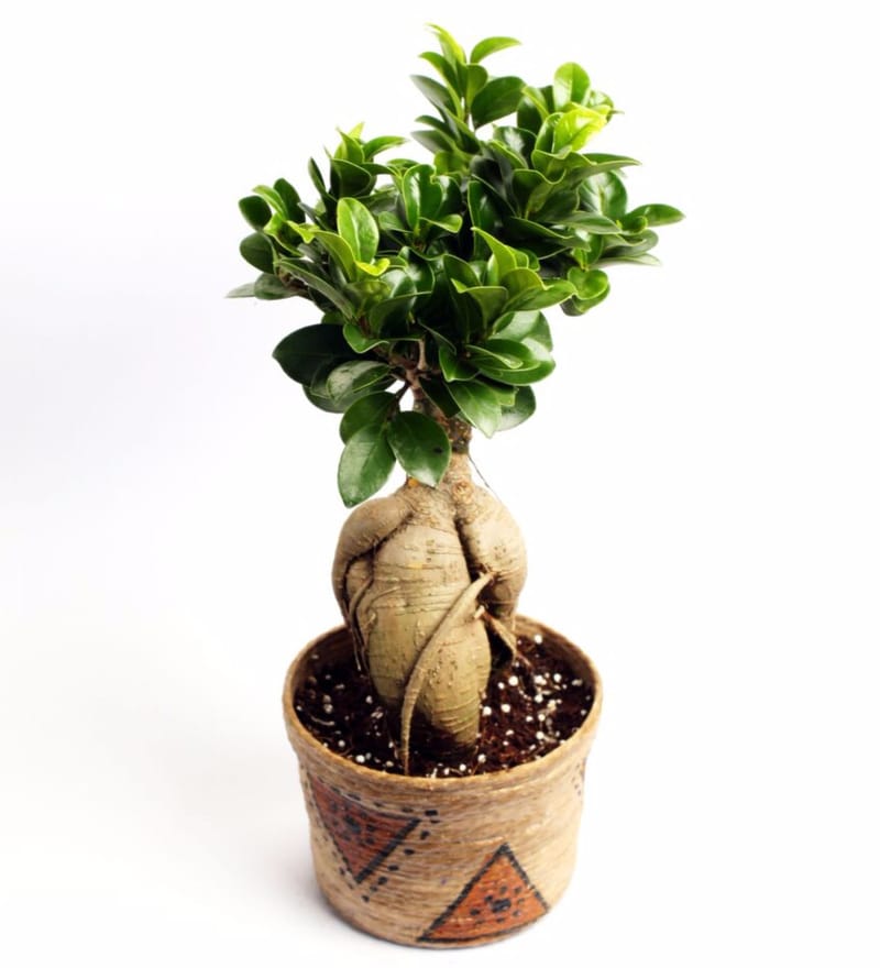 Buy Natural  Jute Ficus Bonsai  Plant in Pot  by Nurturing 