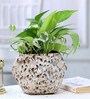Natural Green Money Plant in White Ceramic Pot