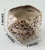 Natural Green Money Plant in White Ceramic Pot