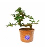Natural Jute S-Shaped Carmona Bonsai Plant