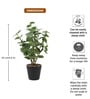 Green Natural-Look Artificial Plant with Black Pot